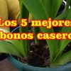 Los 5 mejores abonos caseros