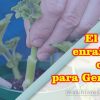 Enraizante casero para geranios
